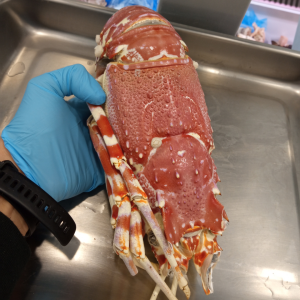 ARAGOSTA 8001000 GR. Gelopesca pescheria Venturina Terme