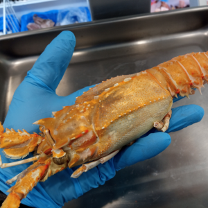 ARAGOSTELLE U9 Gelopesca pescheria Venturina Terme