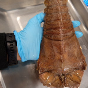 BATTI BATTIMAGNOSA 300 UP Gelopesca pescheria Venturina Terme