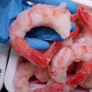 CODE DI GAMBERO ARGENTINO SGUCIATI E DEV. Gelopesca pescheria Venturina Terme