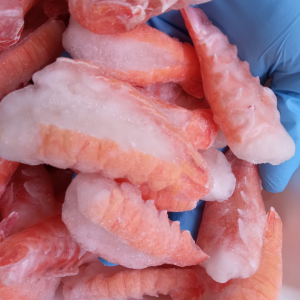 CODE DI SCAMPO 20/40 APERTE E PULITE Gelopesca pescheria Venturina Terme