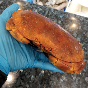 GRANCIPORRO PRECOTTO Gelopesca pescheria Venturina Terme