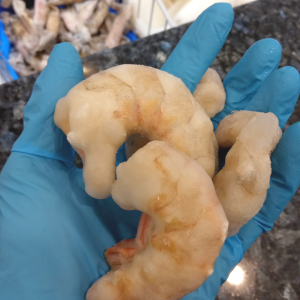 MAZZANCOLLE SGUSCIATE 3040 PZKG Gelopesca pescheria Venturina Terme