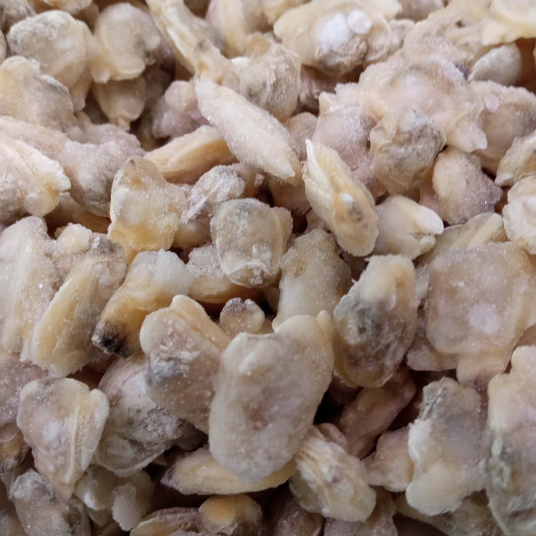 VONGOLE SGUSCIATE 7001000 PZKG Gelopesca pescheria Venturina Terme